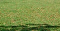 Green grass with dry leafs texture