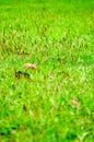 Green grass and dry leaves on the field Royalty Free Stock Photo