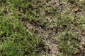 Green grass on dry soil in nature garden Royalty Free Stock Photo