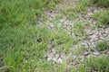 Green grass on dry soil in nature garden Royalty Free Stock Photo