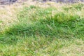 green grass on Dyrholaey peninsula in Iceland