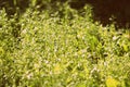 Green grass in early morning covered with water drops. Natural abstract background retro style toned Royalty Free Stock Photo