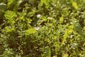 Green grass in early morning covered with water drops. Natural abstract background retro style toned Royalty Free Stock Photo