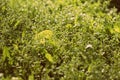 Green grass in early morning covered with water drops. Natural abstract background retro style toned Royalty Free Stock Photo