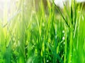 Green grass in the early morning after the rain. Dew drops illuminated by the rays of the sun Royalty Free Stock Photo