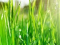 Green grass in the early morning after the rain. Dew drops illuminated by the rays of the sun. Royalty Free Stock Photo