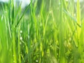 Green grass in the early morning after the rain. Dew drops illuminated by the rays of the sun Royalty Free Stock Photo