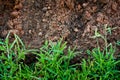 Green grass with earth Royalty Free Stock Photo