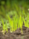 Green grass with earth Royalty Free Stock Photo