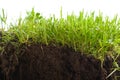 Green grass with earth crosscut Royalty Free Stock Photo