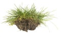 green grass Royalty Free Stock Photo