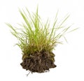 Green grass with earth Royalty Free Stock Photo