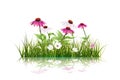 Green grass and echinacea ( purple coneflower) flower, white daisy, wildflower with reflection