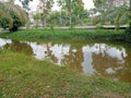 green grass at the edge of the fish pond Royalty Free Stock Photo