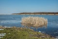 Green grass on the edge of a frozen lake and reeds. Horizon and blue sky Royalty Free Stock Photo