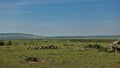 On the green grass of the endless savannah, a group of vultures scavengers gathered at the dead wildebeest