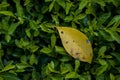 Green grass with a fallen leaf Royalty Free Stock Photo