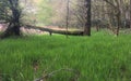 Green Grass Fallen Tree with moss Royalty Free Stock Photo