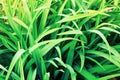 Green grass field background closeup, fresh green leaves texture macro, foliage pattern, flower leaf backdrop, organic plant, herb Royalty Free Stock Photo