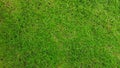 Green grass field for background or Land, Surface, lawn, Natural wallpaper and Playing sport game area Royalty Free Stock Photo