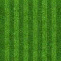 Green grass field background for soccer and football sports. Green lawn pattern and texture background. Close-up Royalty Free Stock Photo