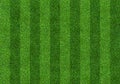Green grass field background for soccer and football sports. Green lawn pattern and texture background. Close-up Royalty Free Stock Photo