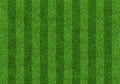 Green grass field background for soccer and football sports. Green lawn pattern and texture background. Close-up Royalty Free Stock Photo