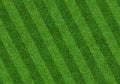 Green grass field background for soccer and football sports. Green lawn pattern and texture background. Close-up Royalty Free Stock Photo