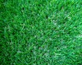 Green grass field background, texture, pattern. Food, court. Royalty Free Stock Photo