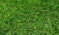 Green grass field background, texture, pattern. Food, court. Royalty Free Stock Photo