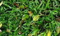 Green grass field background, texture, pattern. Food, court. Royalty Free Stock Photo