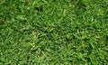 Green grass field background, texture, pattern. Food, court. Royalty Free Stock Photo