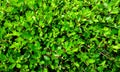 Green grass field background, texture, pattern. Food, court. Royalty Free Stock Photo