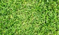 Green grass field background, texture, pattern. Food, court. Royalty Free Stock Photo