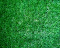 Green grass field background, texture, pattern. Food, court. Royalty Free Stock Photo