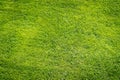 Green grass field background, texture, pattern Royalty Free Stock Photo