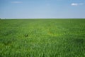 Green grass on the field. Beautiful walpaper, minimalism Royalty Free Stock Photo