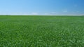 Green grass field and blue sky on early spring. Wide shot. Royalty Free Stock Photo