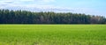 Green grass field and blue sky Royalty Free Stock Photo