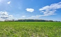 Green grass field and blue sky Royalty Free Stock Photo