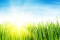 Green grass field and blue sky with sun Royalty Free Stock Photo