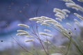 Green grass field blue sky and white clouds blurred background close-up, long stalks of wild spikelets in a Wild meadow soft focus Royalty Free Stock Photo