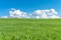 Green grass field, blue sky, white clouds and a tree. Royalty Free Stock Photo