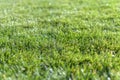 Green grass field with blur park background Royalty Free Stock Photo