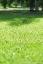 green grass field with blur park background. shallow DOF, vertical. sunny country yard with trees Royalty Free Stock Photo