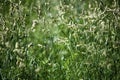 Green grass field on blurred bokeh background closeup, ears on meadow macro, beautiful summer sunny day lawn, spring season nature Royalty Free Stock Photo