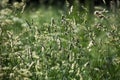 Green grass field on blurred bokeh background closeup, ears on meadow macro, beautiful summer sunny day lawn, spring season nature Royalty Free Stock Photo