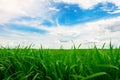 Green grass field and bright blue sky background Royalty Free Stock Photo