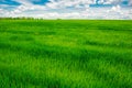 Green grass field and bright blue sky background Royalty Free Stock Photo