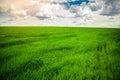 Green grass field and bright blue sky background Royalty Free Stock Photo